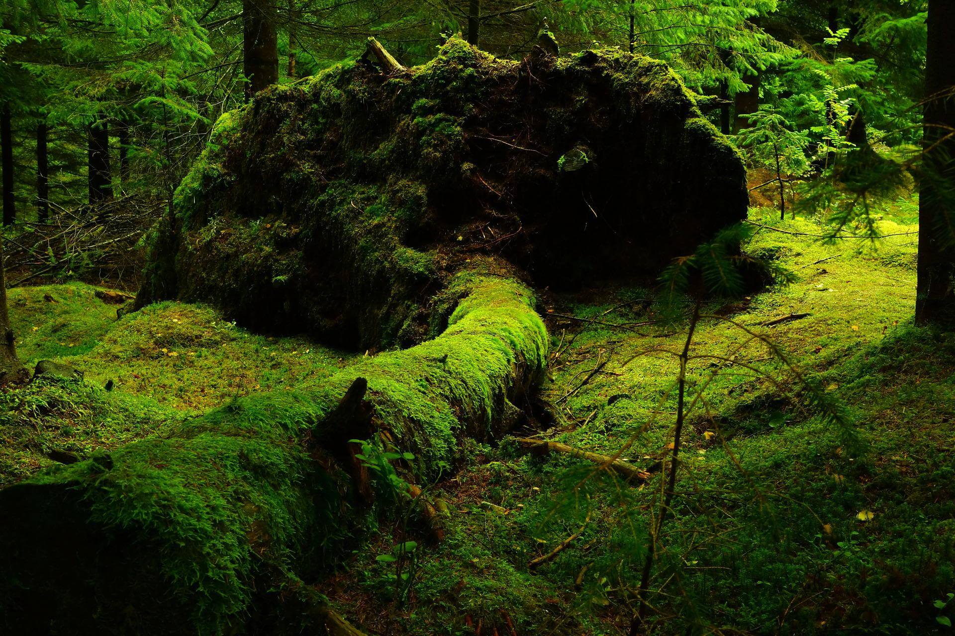 forest-g10cb20499_1920